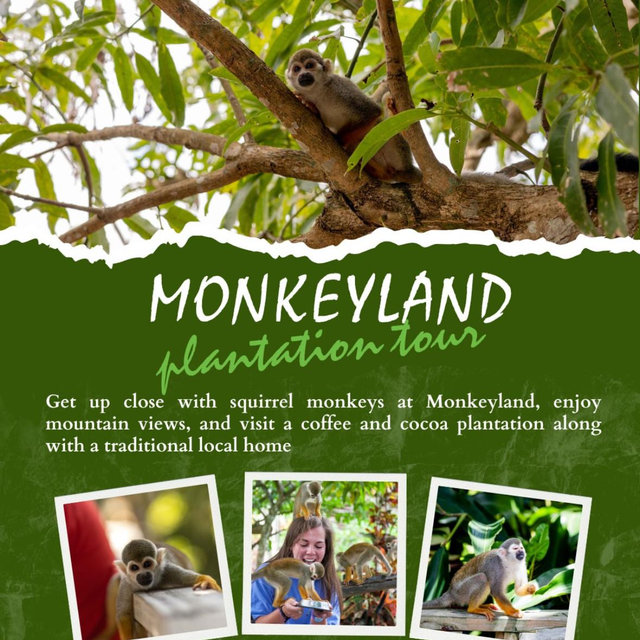 Monkeyland excursions