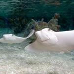 SEA LIFE Grapevine Aquarium