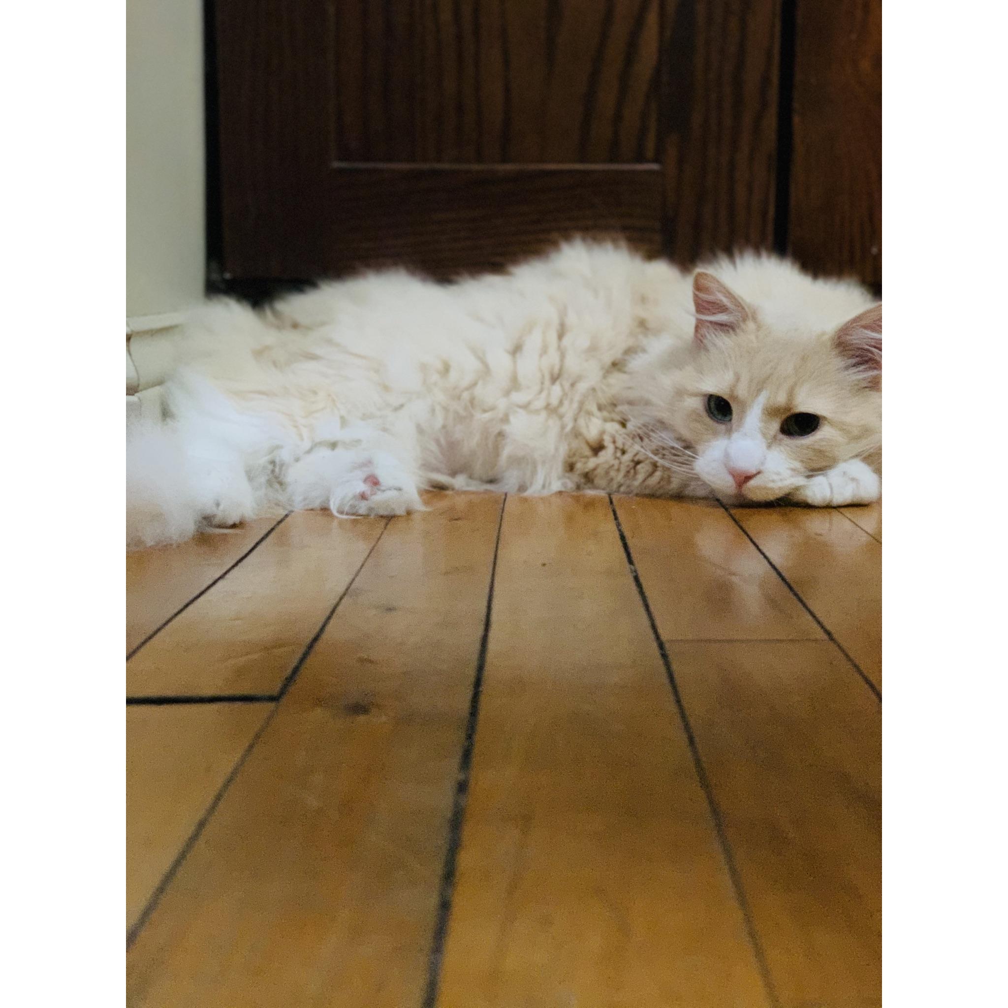 Gibson