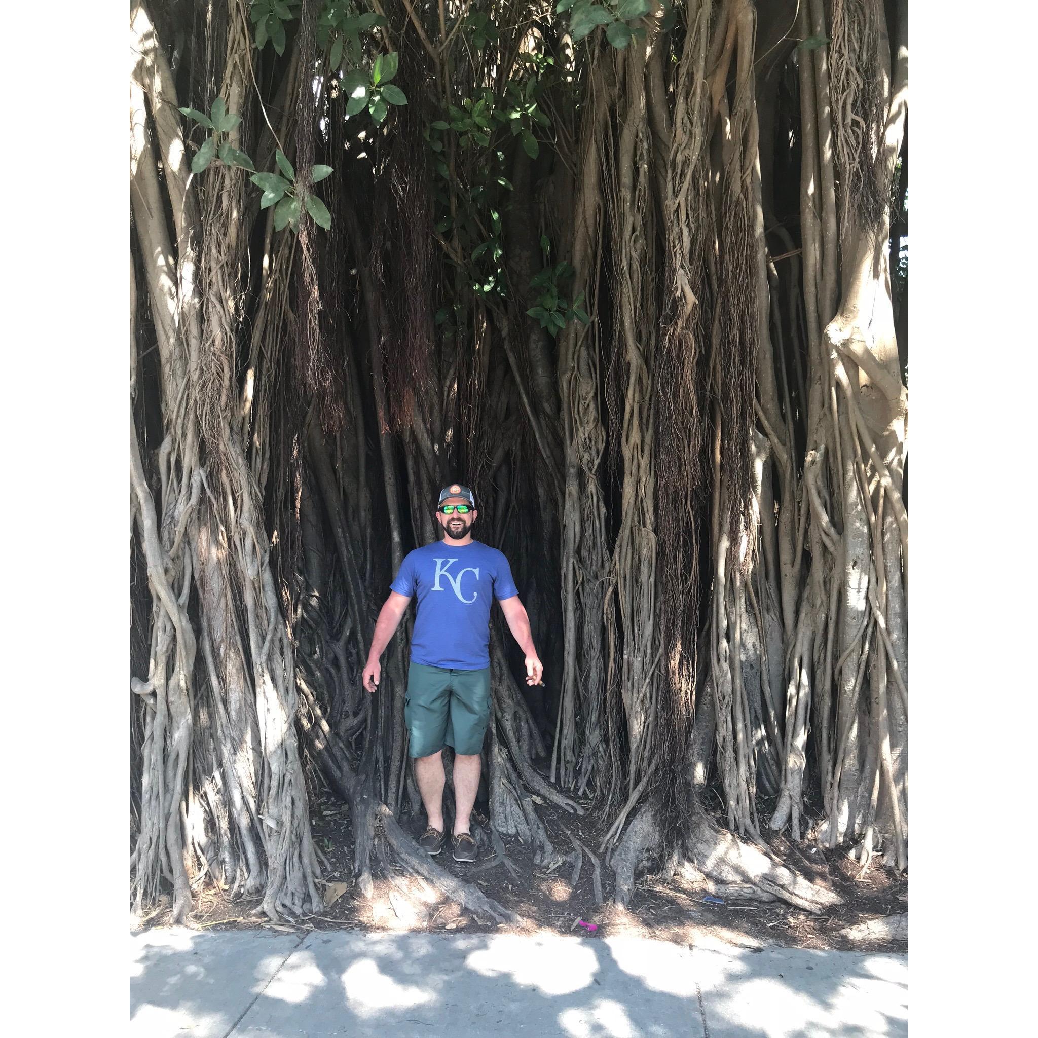 Banyan trees are native to Key West.