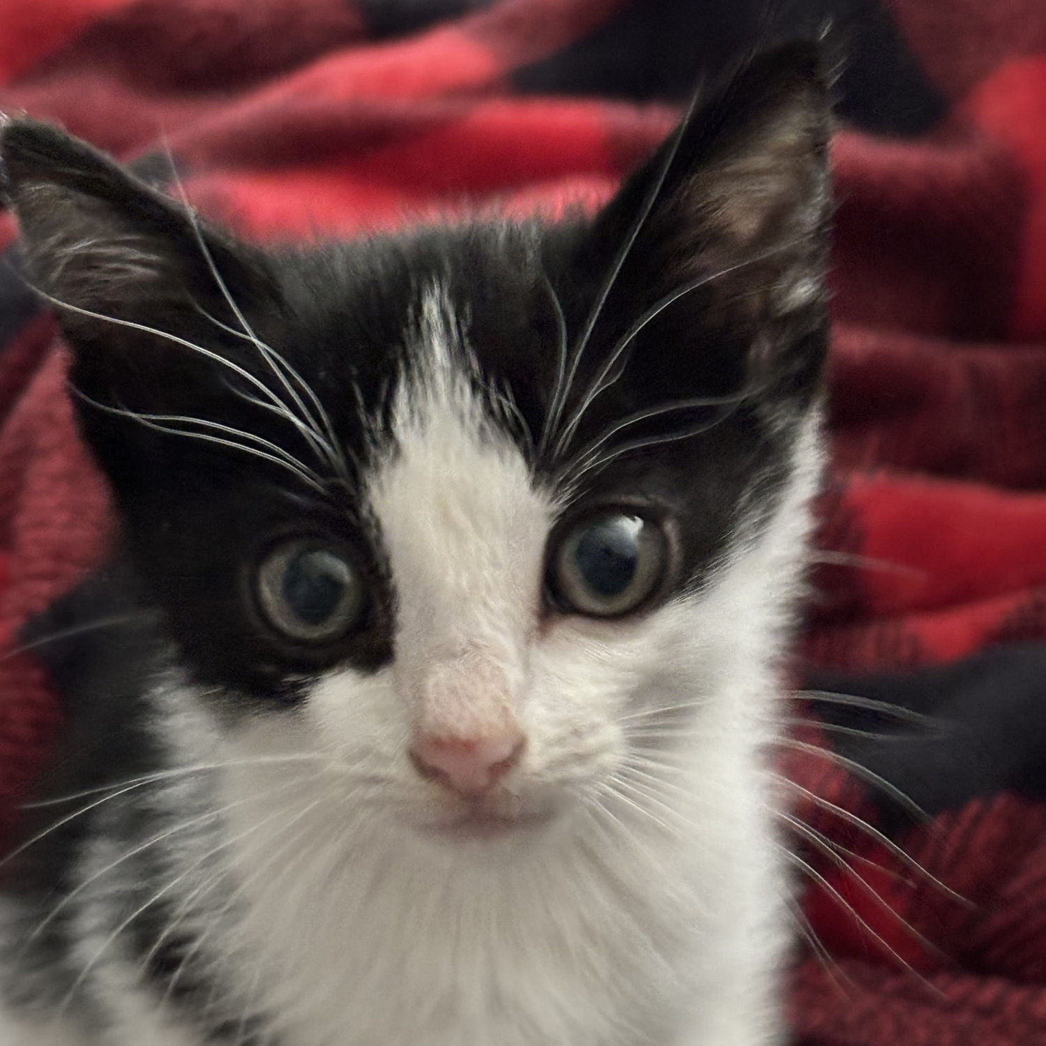 Our newest addition!