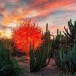 Desert Botanical Garden