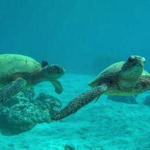 Canoe & Turtle Watch Tour
