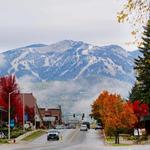Whitefish
