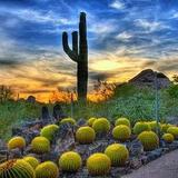 Desert Botanical Garden