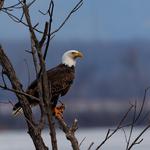 Eagle Watch