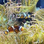 Mystic Aquarium