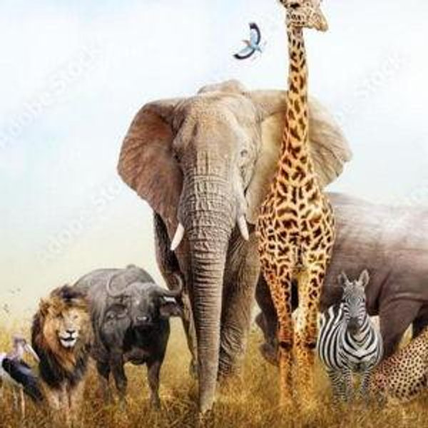 Safari Honeymoon Fund - Venmo