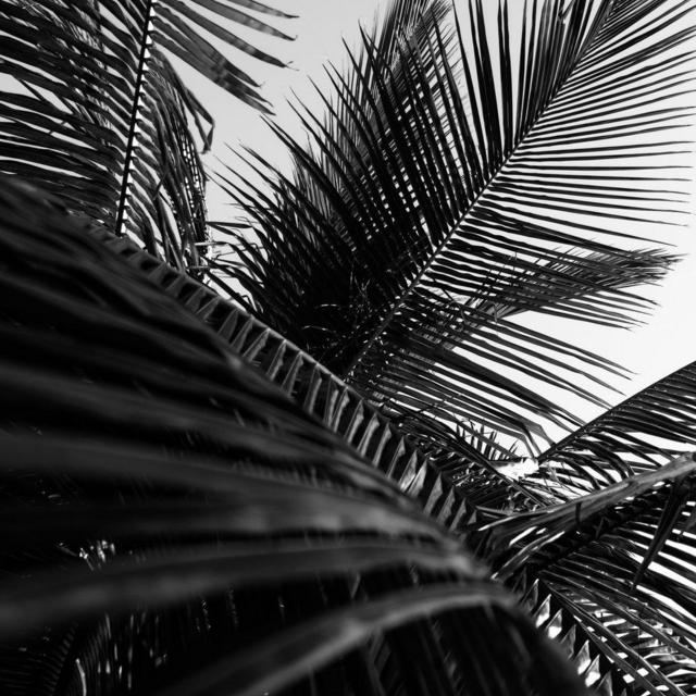 BW Warrior Palm