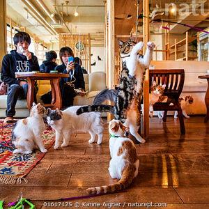 Cat cafe