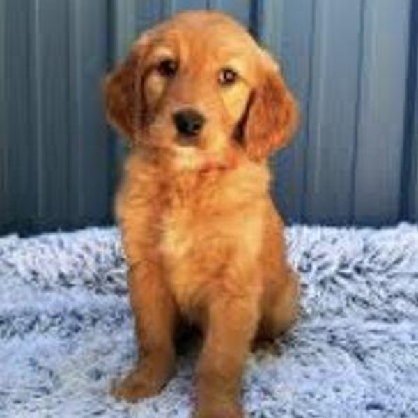 Our Golden Retriever Fund