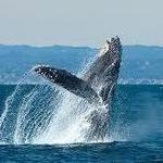 Capt Dave's Dana Point Whale Watching