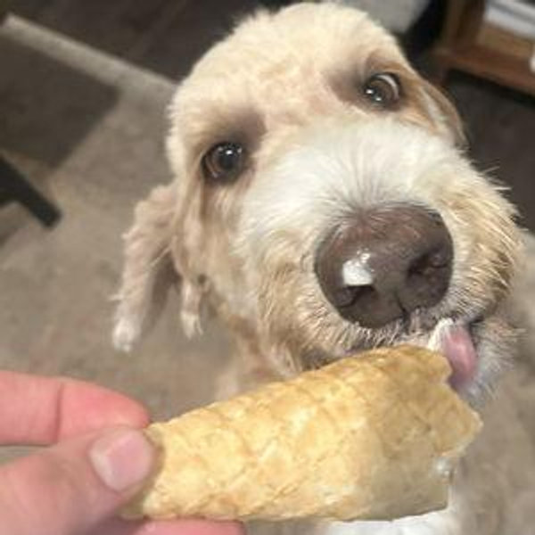 Treat fund for Bailey