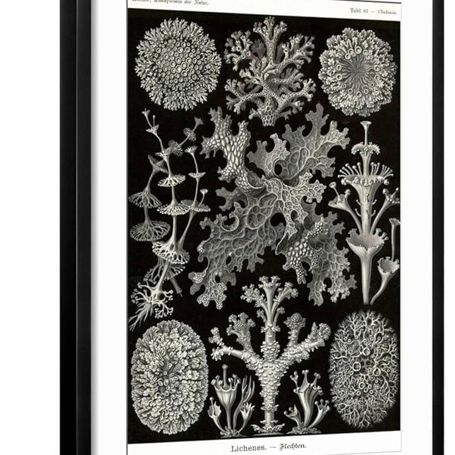 ART.COM Wall Art Print Lichens on Black Frame by Ernst Haeckel, 21" x 29"