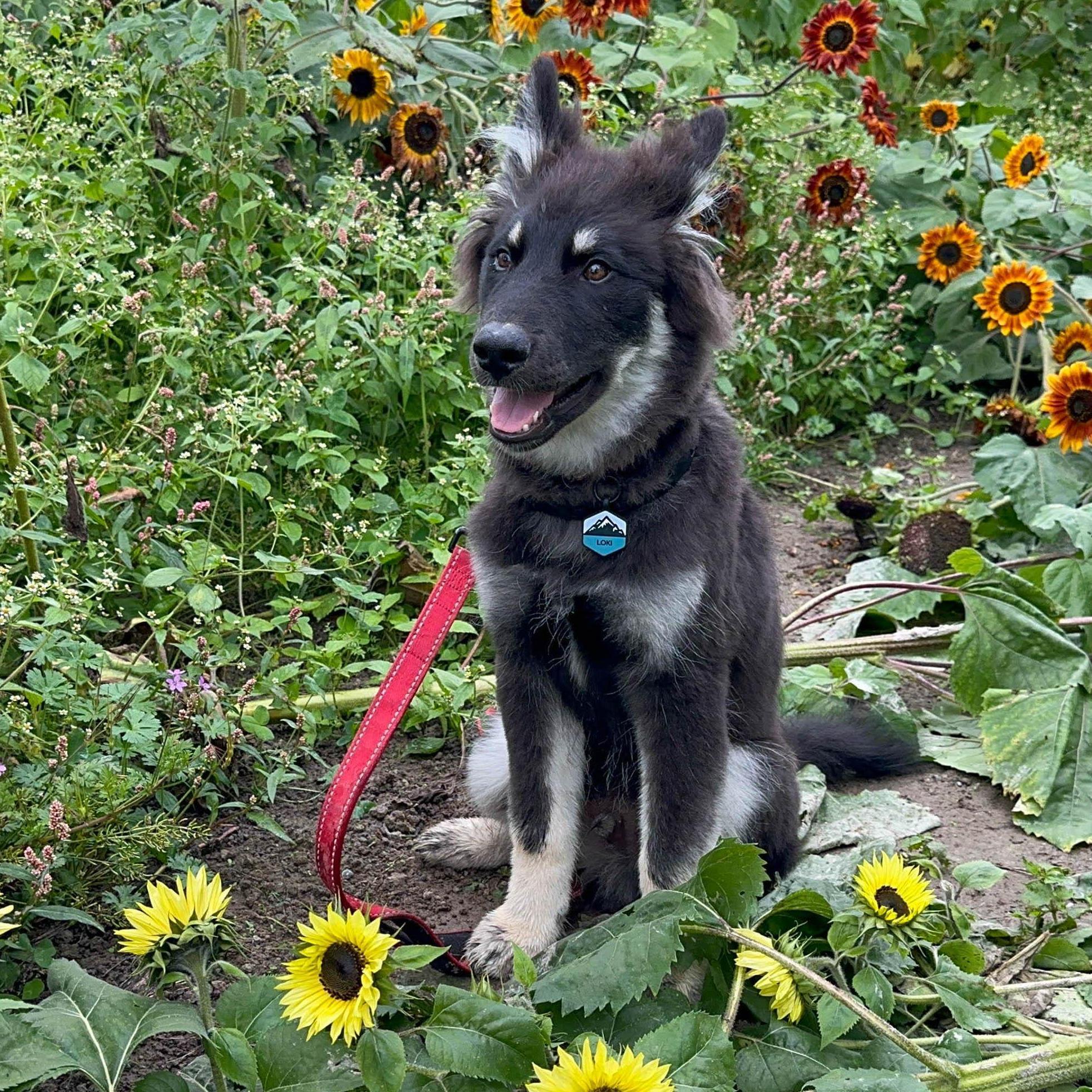 Loki in Sunflowers