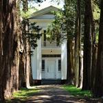 Rowan Oak