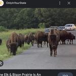 Elk and Bison Sanctuary, National Park Wildlife