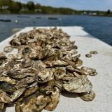North East Salt Water Oyster Farm & Fishing Tours
