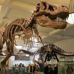 American Museum of Natural History