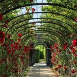 Zakir Hussain Rose Garden