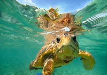 Snorkeling and Scuba Diving