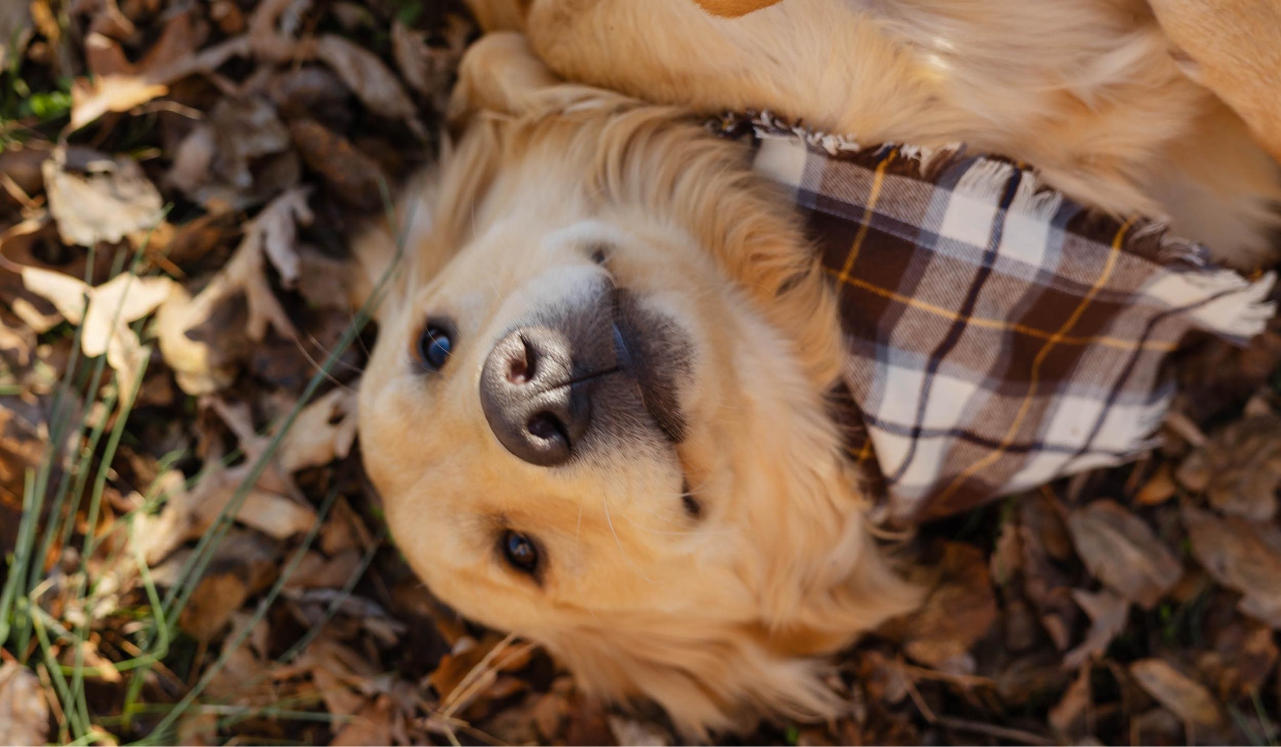 The Wedding Website of Shelby Shattles and Colt Phillips