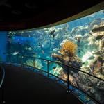 Aquarium of the Pacific