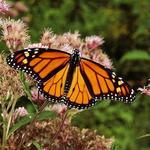 Monarch Butterfly Grove