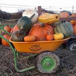 Muddy Boots Pumpkins & Cornmaze