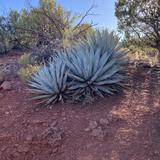 Desert Botanical Garden