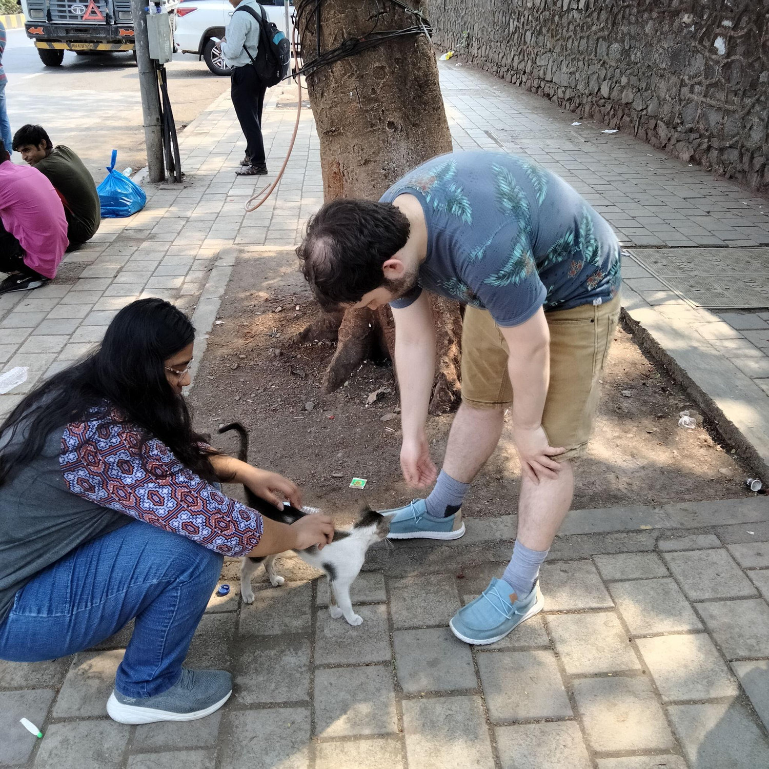 Finding a stray cat in India