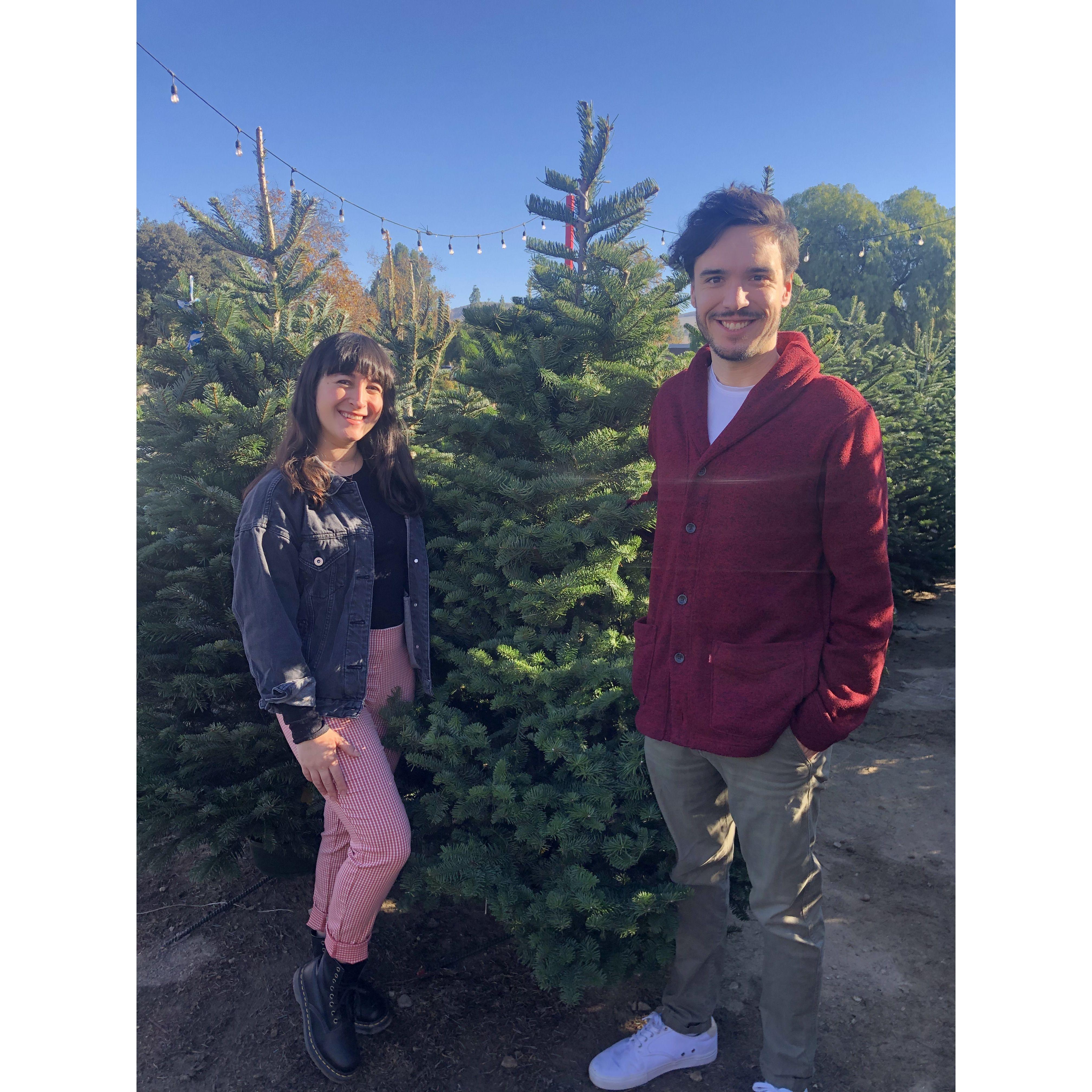 Christmas tree farm - December 2021