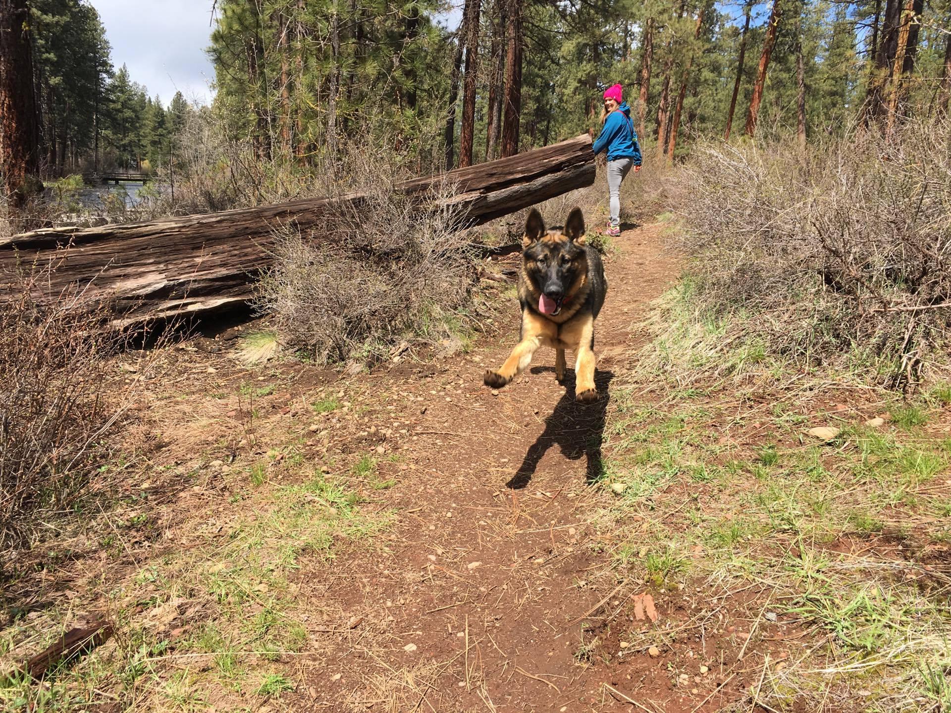 He's just about the happiest dog in the world when he gets to run around outside!