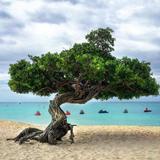 See the Watapana Trees