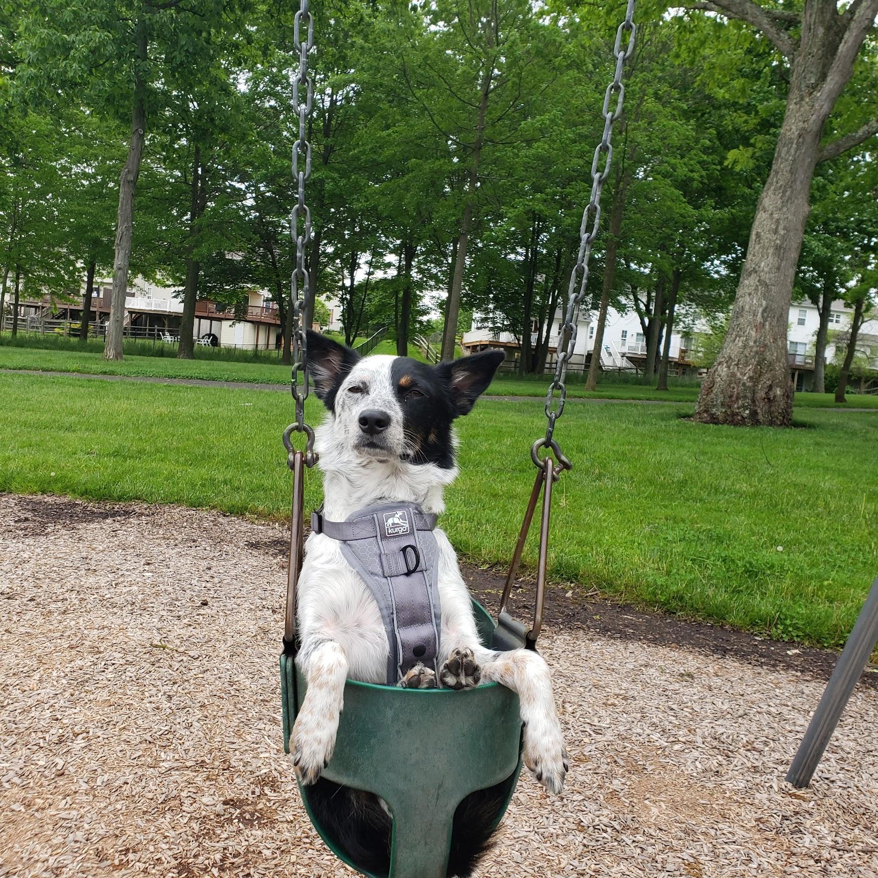 Patches enjoying a relaxed afternoon (2022)