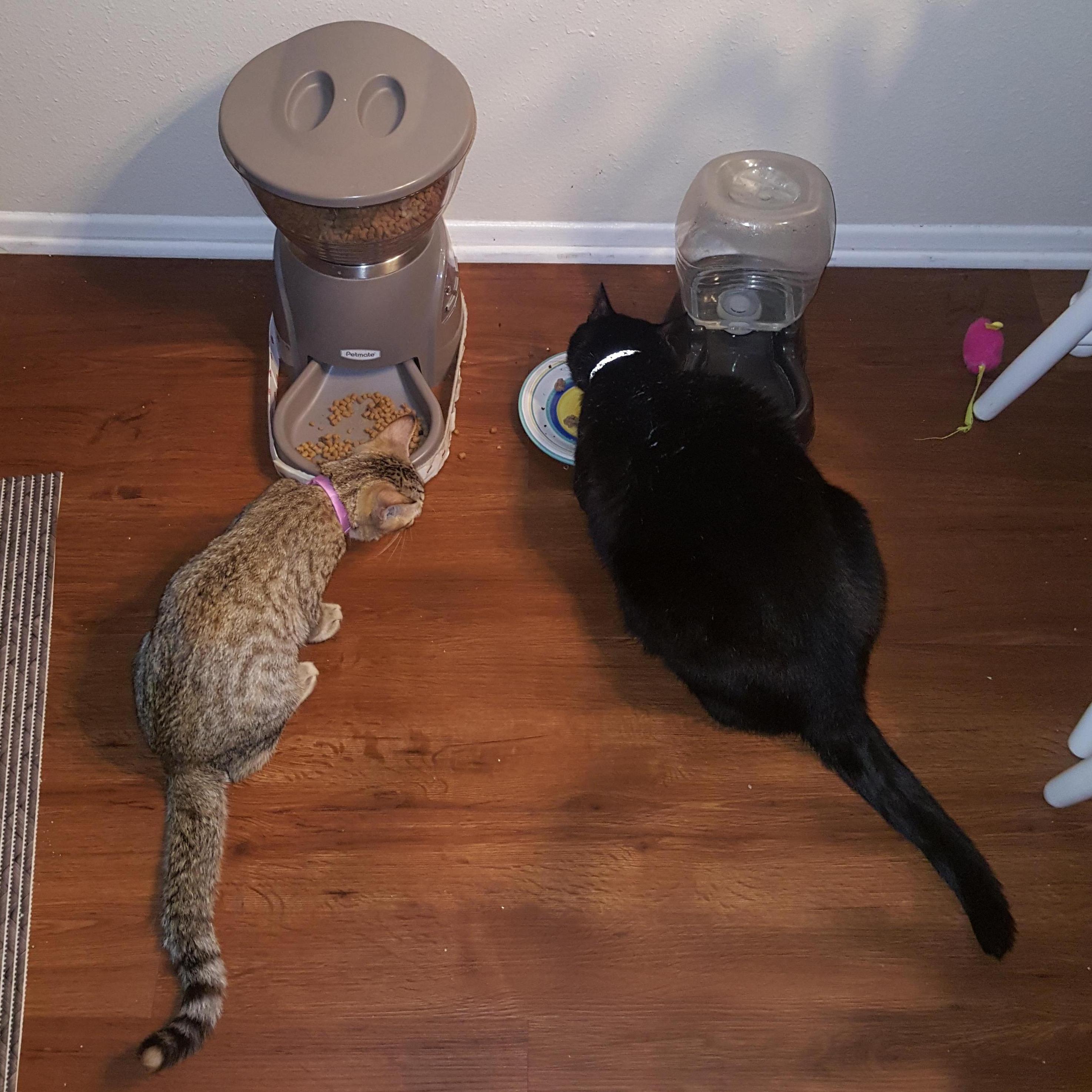 Soon we added to our family another little kitty. After a few days of hissing, Cleo and Cuddles quickly became BFF's.