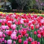 The Dallas Arboretum and Botanical Gardens