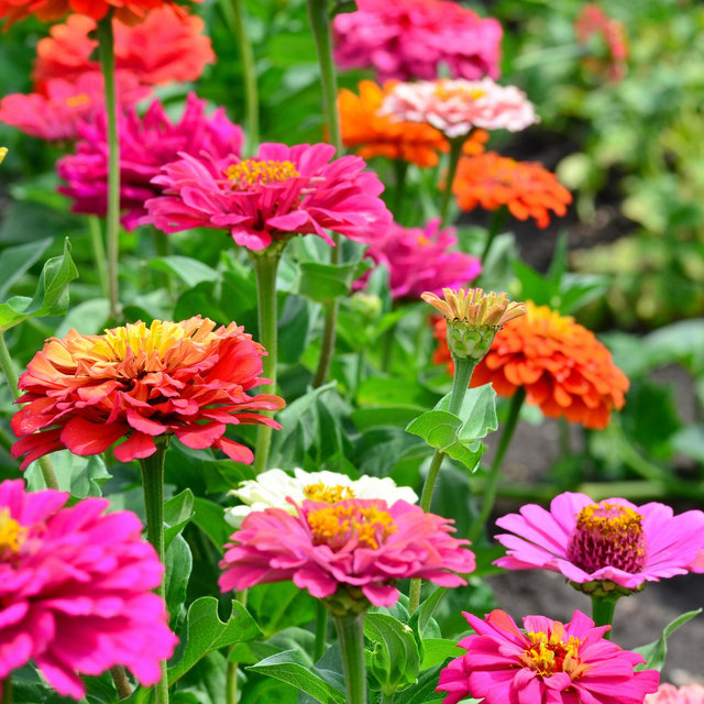 Garden Supplies