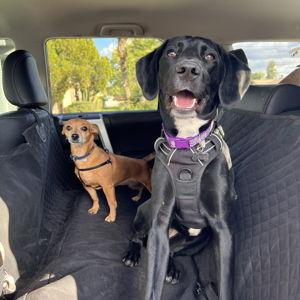 Pet Hotel For Our Honeymoon