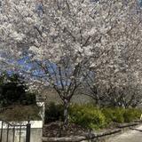 Birmingham Botanical Gardens