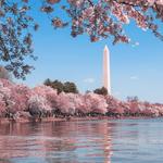 Washington Monument
