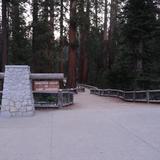 Yosemite - Mariposa Grove of Giant Sequoias