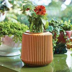 Modern Sprout, Zinnia Dahlia Flower Grow Kit | Zola