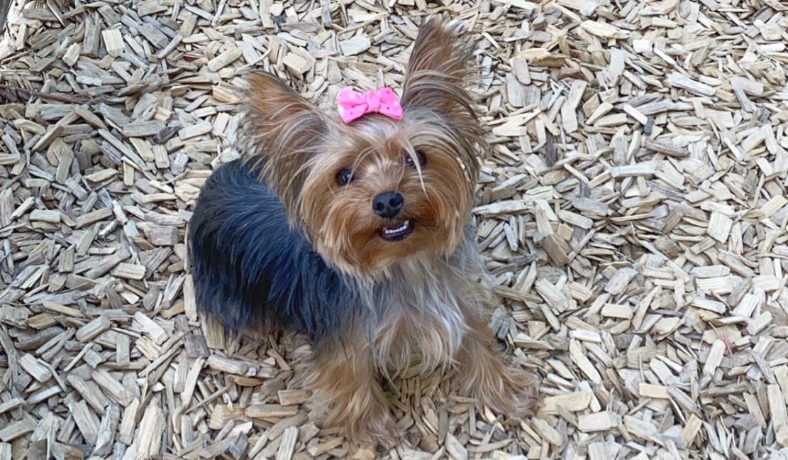 The Wedding Website of Morgan Simon and Nancy Tan