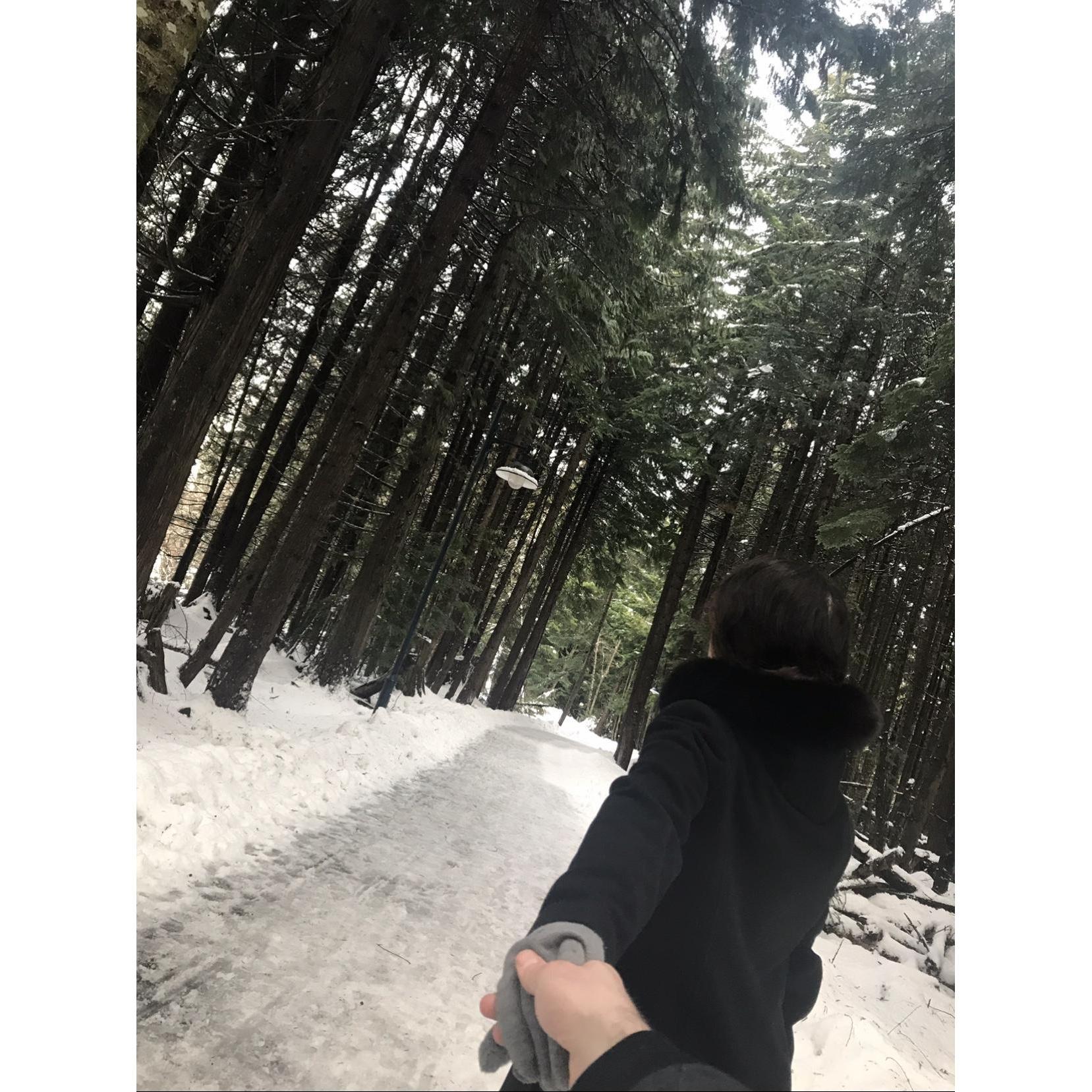 Forest in Whistler, Canada
