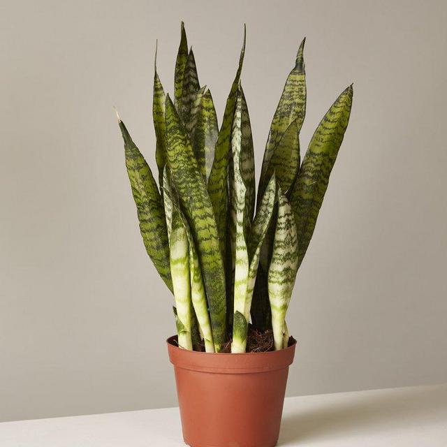 $25              Snake Plant Zeylanica
