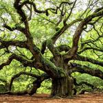 Angel Oak Tree