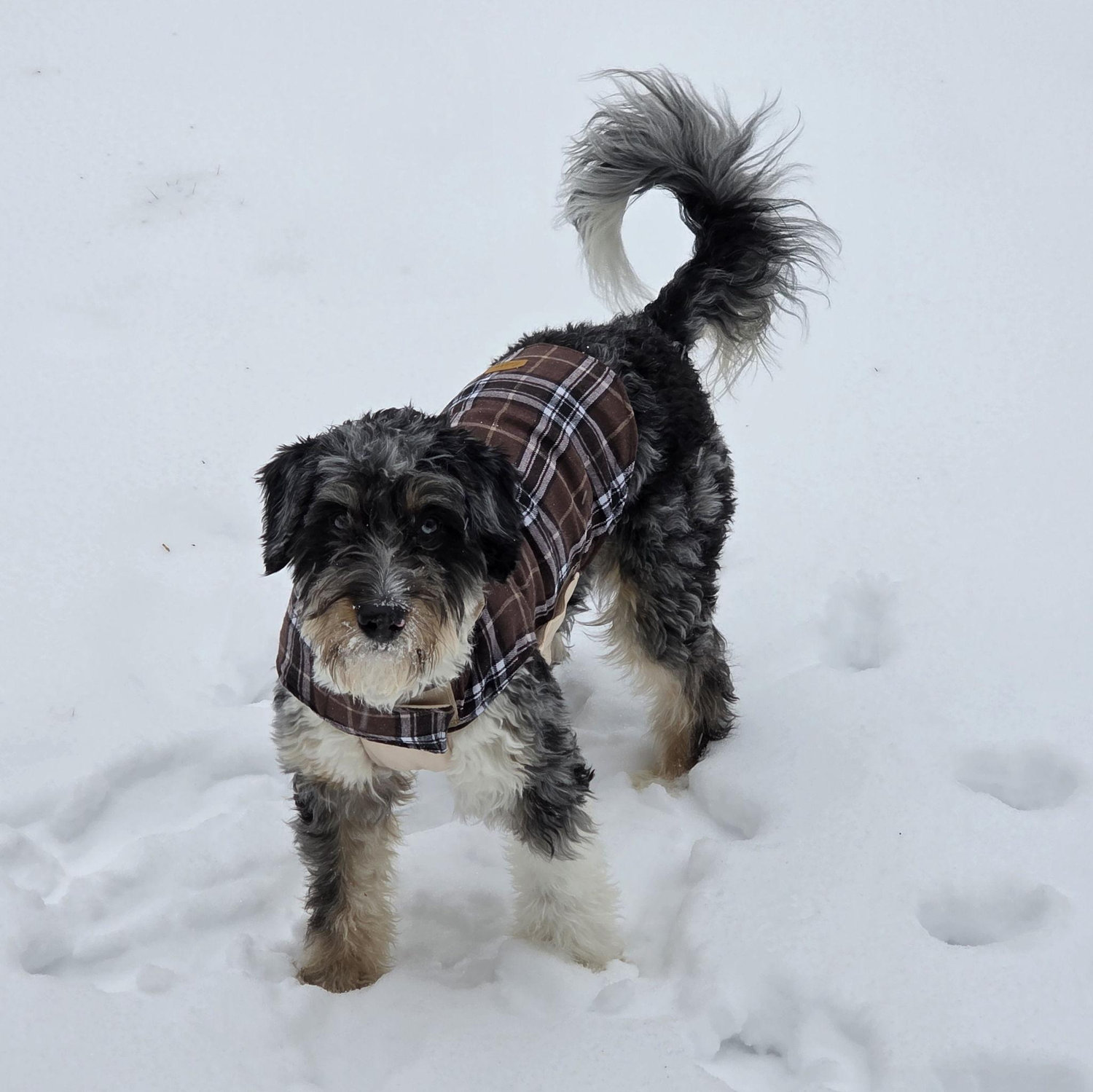 New snow jacket