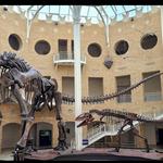 Fernbank Museum