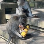 Monkey Forest Ubud